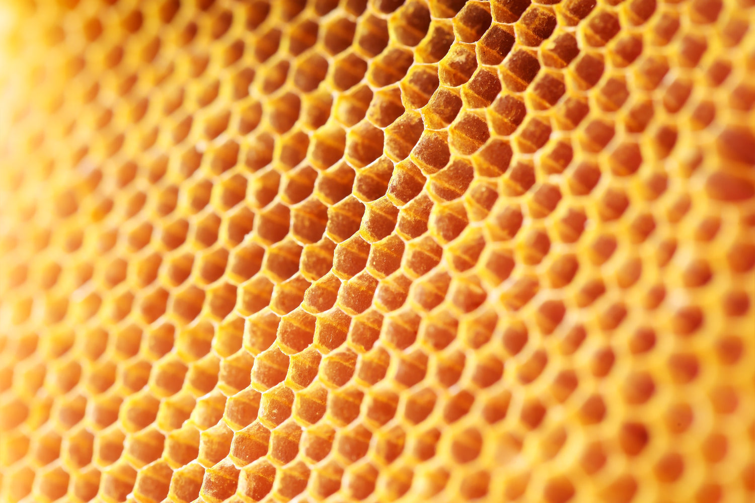 5 Delicious Reasons Why Honeycomb Needs to be Part of Your Diet