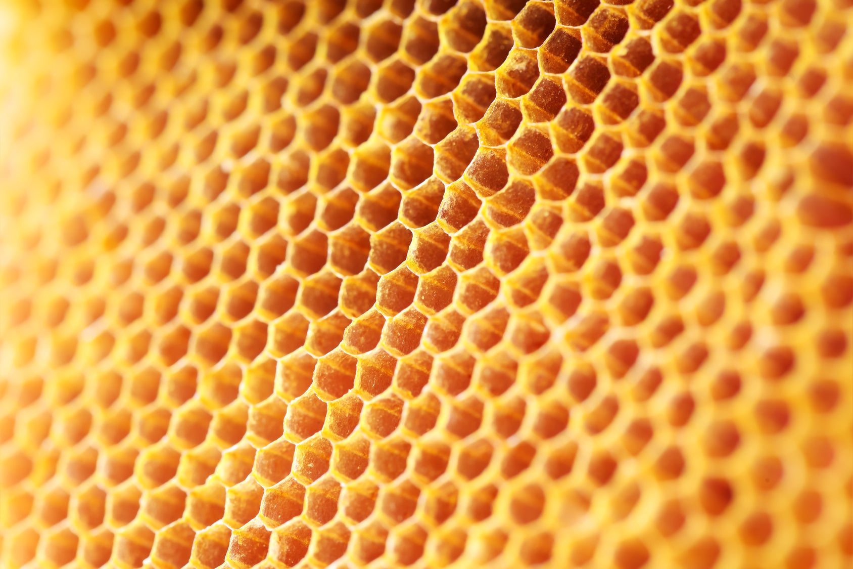 5 Delicious Reasons Why Honeycomb Needs to be Part of Your Diet