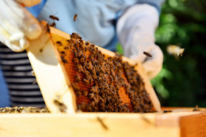 How Honey is Made: 5 Steps Behind the Sweet Stuff