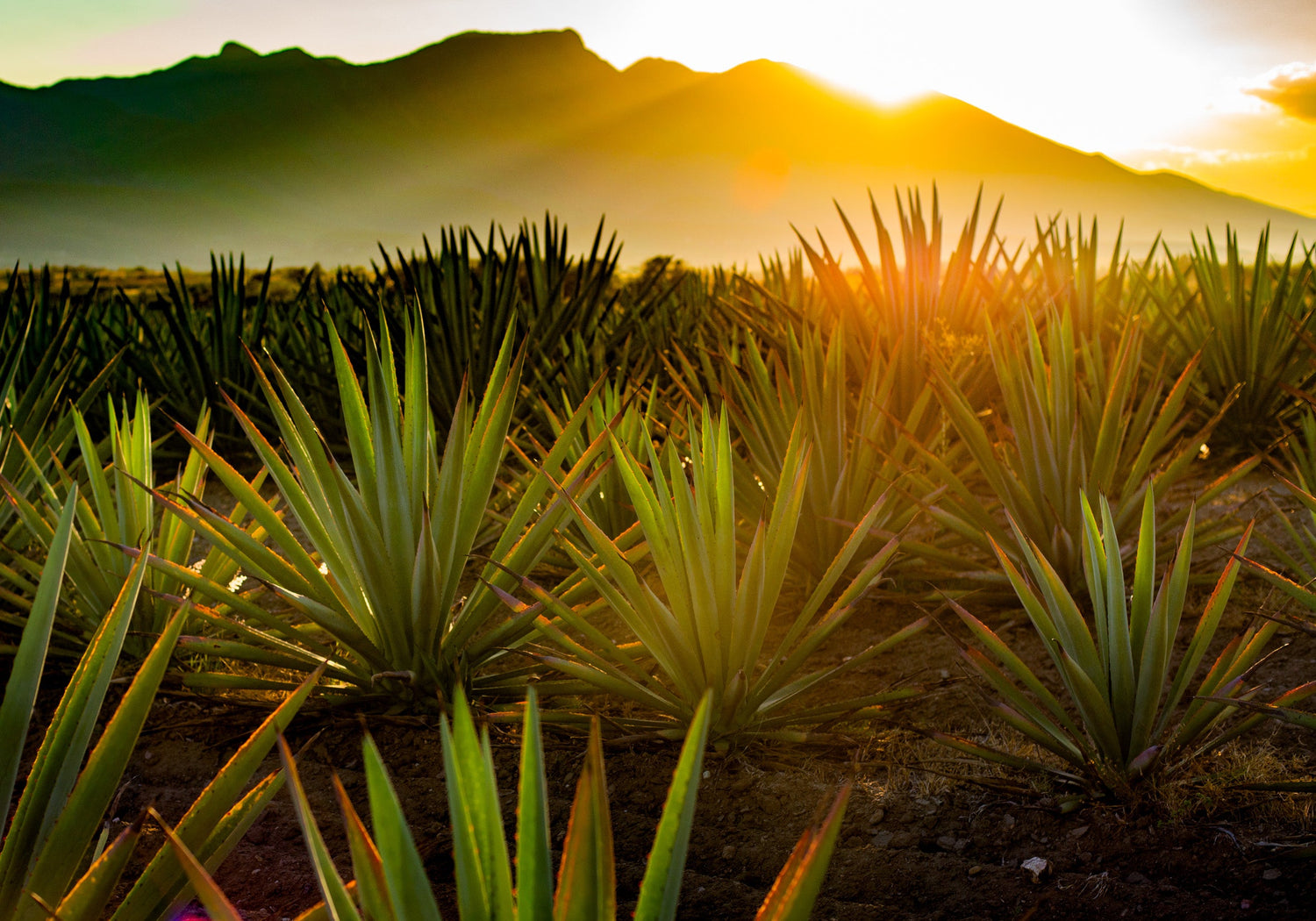 Don Victor® Plant-Based Sweeteners